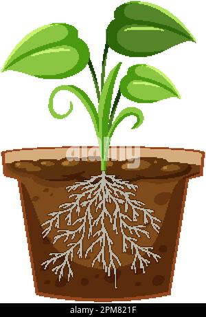 Plant in the pot with root system illustration Stock Vector Image & Art ...