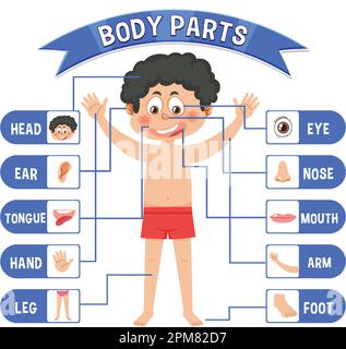 Vector illustration of Vocabulary part of body Stock Vector Image & Art ...