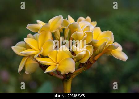 Closeup view of bright yellow color plumeria aka frangipani cluster of flowers outdoors in tropical garden isolated on natural background Stock Photo