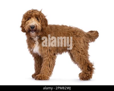 Cute Cobberdog aka Labradoodle dog, standing side ways. Looking smiling towards camera. isolated on white background. Stock Photo