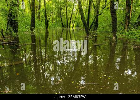 France, Isere, French Haut Rhone Nature Reserve, flooded area of ??the alluvial forest Stock Photo