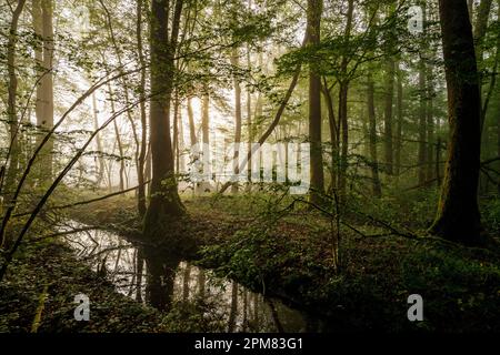 France, Isere, French Haut Rhone Nature Reserve, Evieu forest, floodplain forests in spring Stock Photo