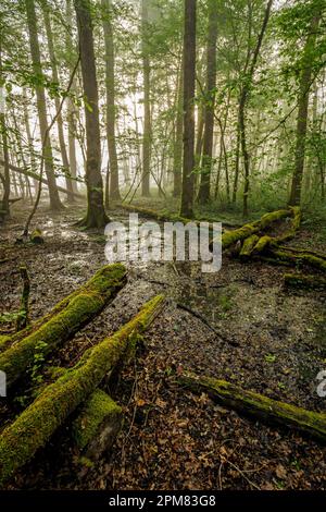 France, Isere, French Haut Rhone Nature Reserve, Evieu forest, floodplain forests in spring Stock Photo