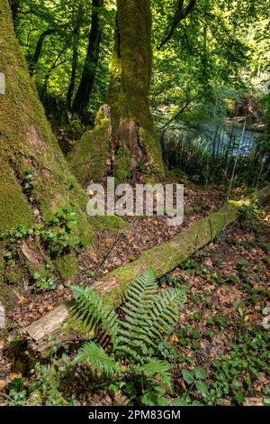 France, Isere, French Haut Rhone Nature Reserve, riparian forest on the bank of a lone Stock Photo