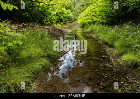 France, Isere, French Haut Rhone Nature Reserve Stock Photo