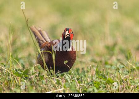 France, Aude, Common pheasant (Phasianus colchicus), adult male, walking in a meadow Stock Photo