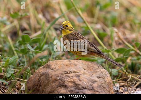 France, Aude, Yellowhammer (Emberiza citrinella), adult male, on the ground, on a stone Stock Photo
