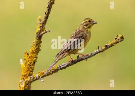 France, Aude, Yellowhammer (Emberiza citrinella), adult female, on a branch Stock Photo