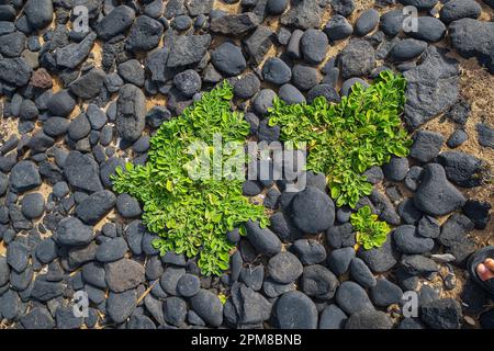 Spain, Canary Islands, Fuerteventura, Jandia Natural Park, Punta de Jandia, black pebbles on Turbia beach Stock Photo