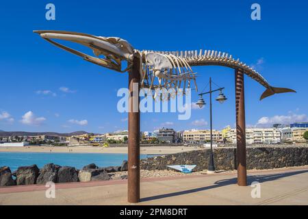 Spain, Canary Islands, Fuerteventura, Puerto del Rosario, capital of the island, Playa Chica, skeleton of a whale stranded on the island in 2006 Stock Photo