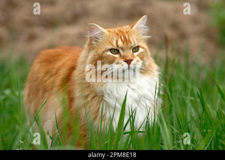 Tomcat ginger tabby, white chest standing in high grass, hunting Stock Photo