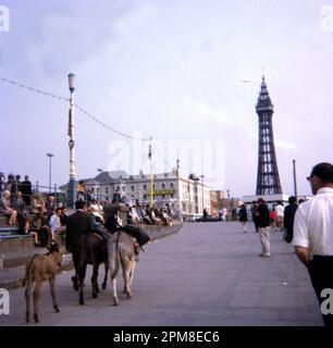 Donkeys on their way to the beach with the Tower ahead at Blackpool, 1967   Photo by The Henshaw Archive Stock Photo