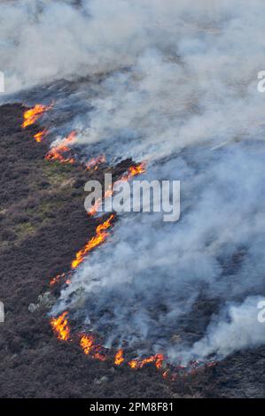 Muir burning - controlled burning of heather in spring, Lammermuir Hills, East Lothian, Scotland, April 2009 Stock Photo
