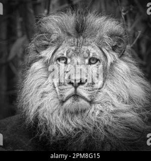 South Africa, Johannesburg, Lion, male, in captivity (Panthera Leo). Black & White image. Stock Photo