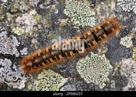 Northern Eggar Moth (Lasiocampa quercus) catterpillar on lichen-covered boulder, Cheviot Hills, Northumberland National Park, England, May 2016 Stock Photo