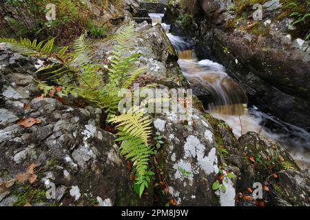 Salmon Ladder around Rogie Falls on the Black Water River, Ross-shire, Scotland, October 2014 Stock Photo
