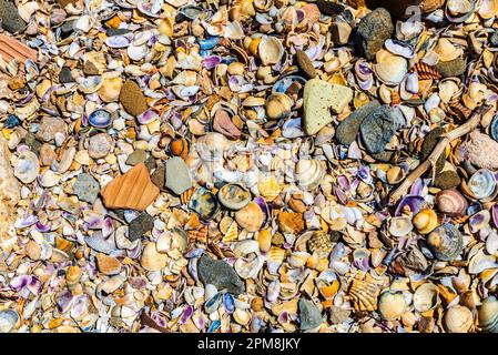 Remains of sea shells and stones on the beach as background in Delta de l Ebre or Ebro Delta in Tarragona, Catalonia, Spain Stock Photo