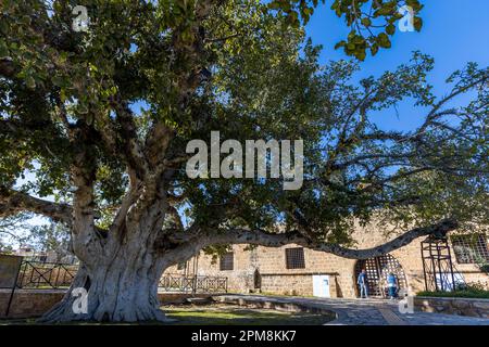 A roughly 600-year-old sycamore fig (Ficus sycomorus) spreads its massive, gnarled branches over the courtyard of the Monastery of Ayia Napa, Cyprus. Protected as a natural monument, the tree arches its trunk over the archway leading to the monastery church; two visitors stand beneath it. Stock Photo