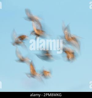 Motion Blur Showing Movement In Flight Of A Flock Of Common Starlings, Sturnis vulgaris, Against A Blue Sky, Christchurch, England UK Stock Photo
