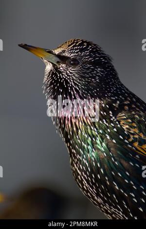 Close Up Of The Head Of A Common Starling, Sturnis vulgaris Showing The Purple And Green Iridescent Feathers, Mudeford Quay, Christchurch UK Stock Photo