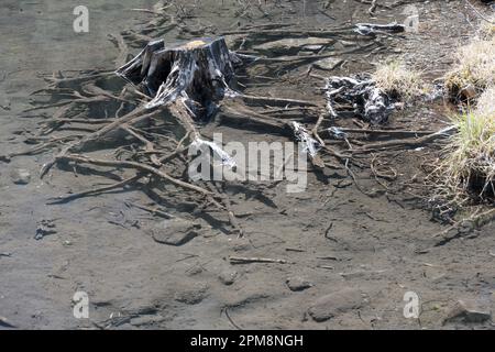 Old dead tree stump with scrawny branched roots and branches in clear Tyrolean mountain lake partially submerged water surface with reflection of sky Stock Photo