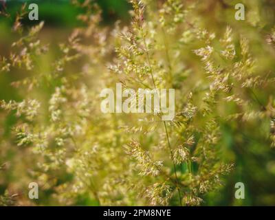 Agrostis capillaris, the common bent, colonial bent, or browntop,  the grass family. Abstract nature background Stock Photo