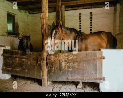 two horses in a stable, countryside farm lifestyle Stock Photo