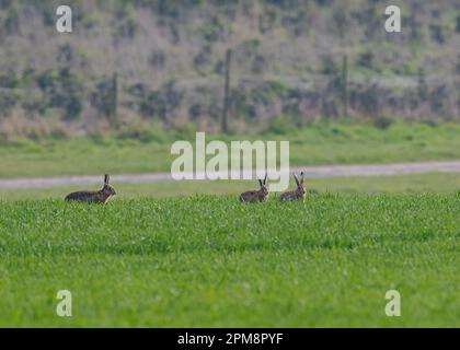 Three Wild Brown Hares ( Lepus europaeus) chasing each other in a courtship battle across the farmers spring crop. Suffolk, UK Stock Photo