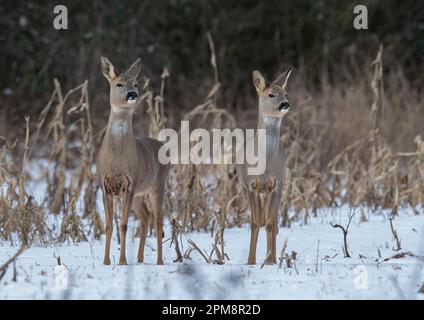 A pair of  Roe Deer (Capreolus capreolus) standing  the  snow covered fields of a Suffolk Farm . UK Stock Photo