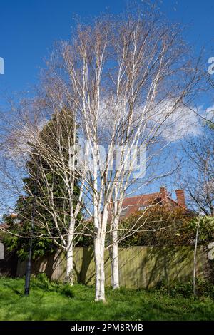 Vertical view of a group of silver birch trees in a suburb in early Summer. Stock Photo