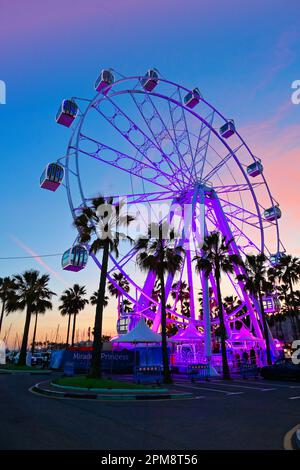 Malaga Benalmadena Marina Mirador Ferris Wheel at twilight amid  the palm trees Stock Photo