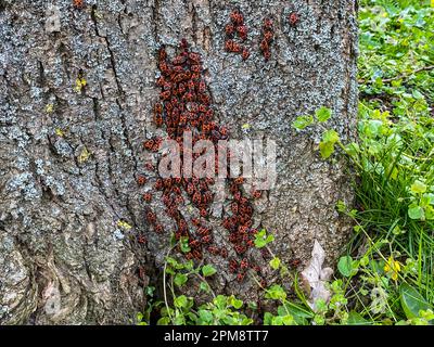 Large group of red fire bugs on a tree trunk Stock Photo