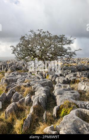 Tree growing out of a limestone pavement, Twisleton, Yorkshire Dales, UK Stock Photo