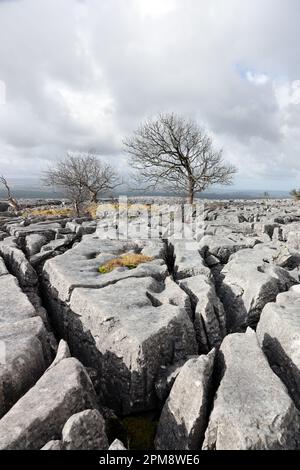 Trees growing out of a limestone pavement with the mountain of Ingleborough beyond, Twisleton, Yorkshire Dales, UK Stock Photo