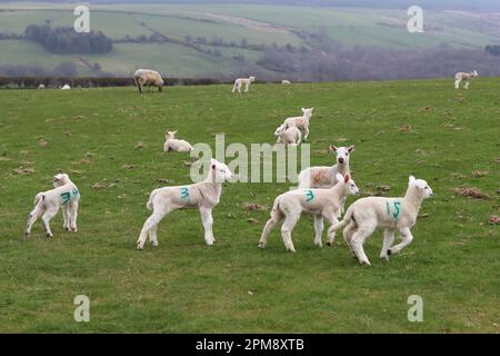 Large group of lambs playing in a grassy field in spring Stock Photo