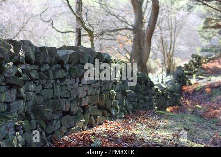 Dry stone wall winding through a woodland Stock Photo