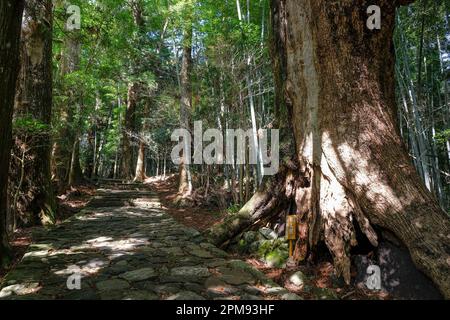 Nachikatsuura, Japan - March 19, 2023: Daimon-zaka is a famous slope is part of the Kumano Kodo, one of Japan's three great pilgrimage routes. Stock Photo