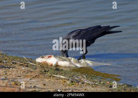 Carrion Crow - eating fish Corvus corone Abberton Reservoir, Essex BI035205 Stock Photo