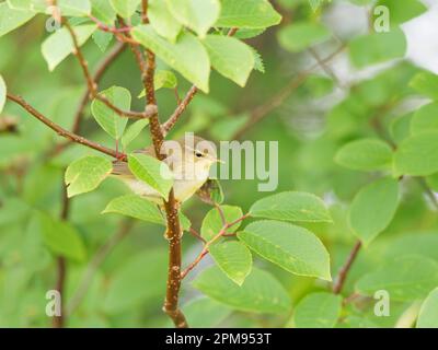 Willow Warbler Phylloscopus trochilus Beinn Eighe, Scotland,UK BI035261 Stock Photo