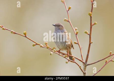 Dunnock - singing Prunella modularis Essex,UK BI035981 Stock Photo
