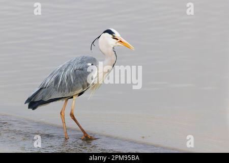 Grey Heron - fishing Ardea cinerea Essex,UK BI035986 Stock Photo