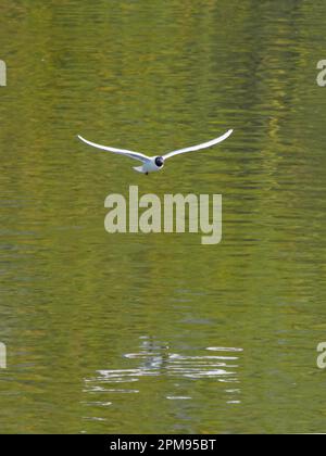 Black Headed Gull  in flight green water Chroicocephalus ridibundus Essex, UK BI036000 Stock Photo