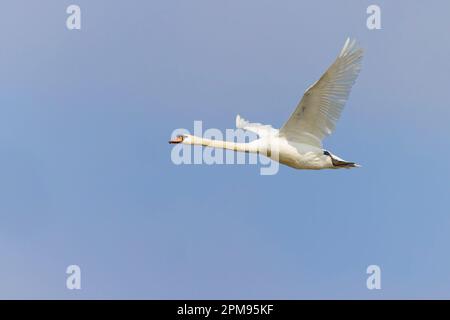 Mute Swan - in flight Cygnus olor Essex,UK BI036049 Stock Photo