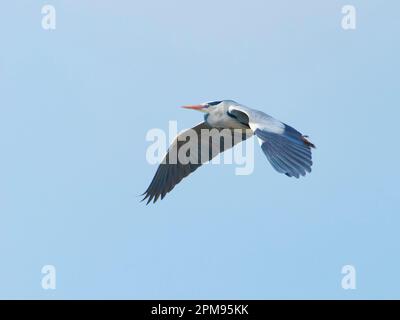 Grey Heron - in flight Ardea cinerea Essex,UK BI036054 Stock Photo