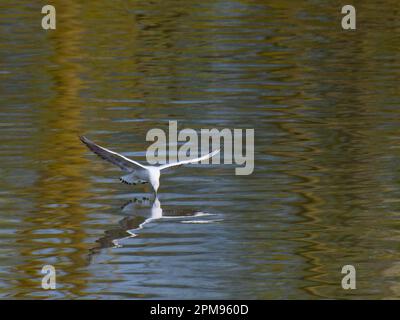 Black Headed Gull - juvenile catching flies on lake Chroicocephalus ridibundus Essex,UK BI036116 Stock Photo