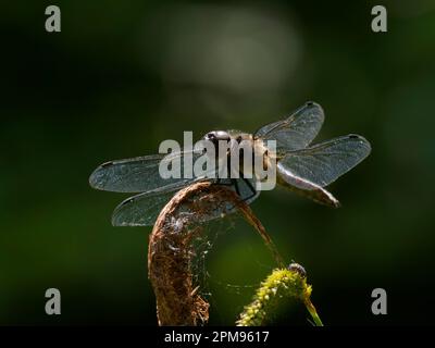 Scarce Chaser Libellula fulva Great Leighs, Essex IN003542 Stock Photo