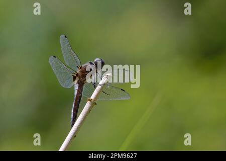 Scarce Chaser Libellula fulva Great Leighs, Essex IN003552 Stock Photo