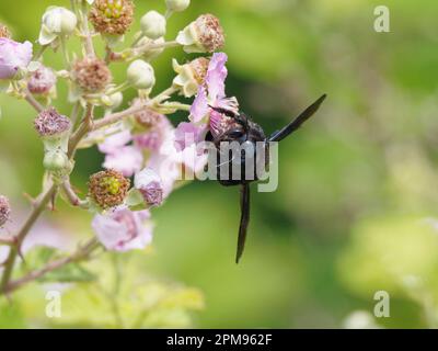 European Carpenter Bee Xylocopa violacea Bulgaria IN003563 Stock Photo