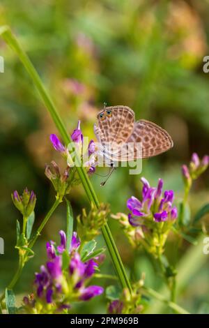 Leptotes pirithous, Langs Short Tailed Blue Butterfly, with copy space and a Natural background in portrait mode Stock Photo