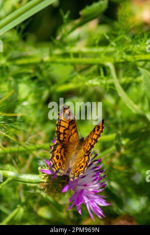Lasiommata maera, Large Wall Brown Butterfly, with copy space and a Natural background in portrait mode Stock Photo